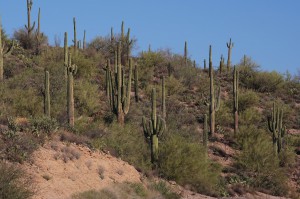 Arizona-Desert